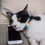 Cat on smart phone